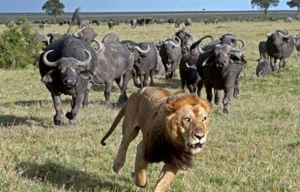 Foto - Vahşi yaşamdan çarpıcı av kareleri