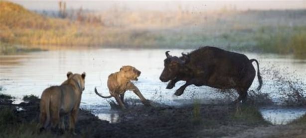 Foto - Vahşi yaşamdan çarpıcı av kareleri