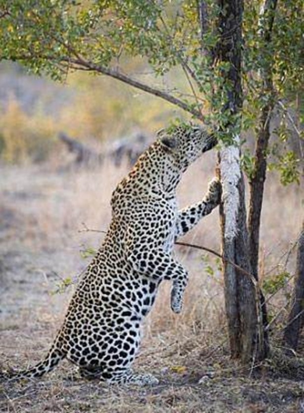 Foto - Vahşi yaşamdan çarpıcı av kareleri