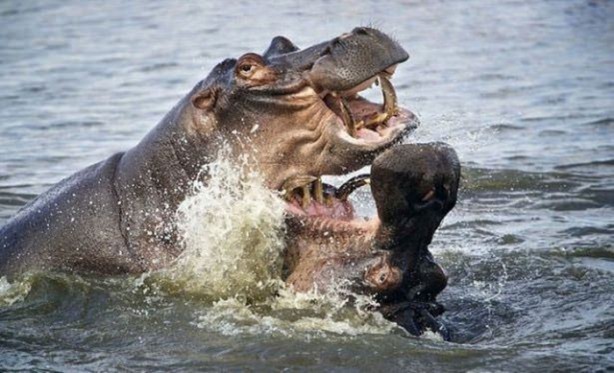 Foto - Vahşi yaşamdan çarpıcı av kareleri