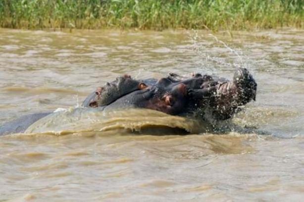 Foto - Vahşi yaşamdan çarpıcı av kareleri