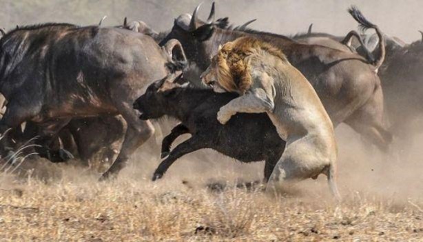 Foto - Vahşi yaşamdan çarpıcı av kareleri