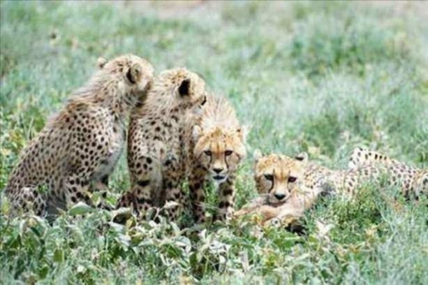 Foto - Vahşi yaşamdan çarpıcı av kareleri