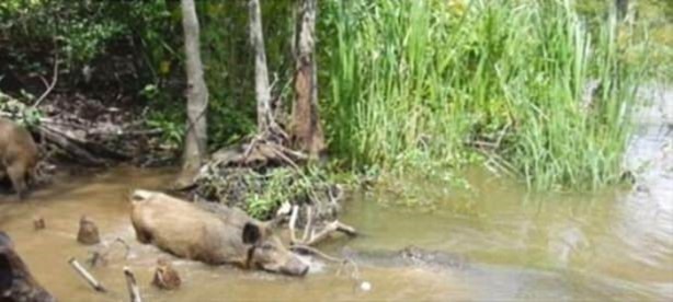 Foto - Vahşi yaşamdan çarpıcı av kareleri