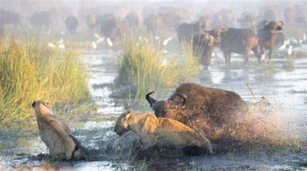 Foto - Vahşi yaşamdan çarpıcı av kareleri