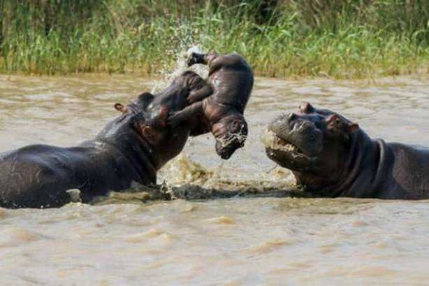 Foto - Vahşi yaşamdan çarpıcı av kareleri