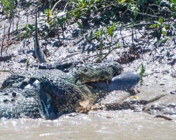 Foto - Vahşi yaşamdan çarpıcı av kareleri