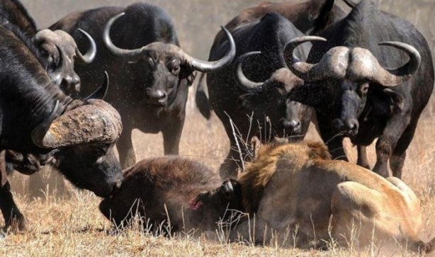 Foto - Vahşi yaşamdan çarpıcı av kareleri