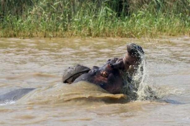 Foto - Vahşi yaşamdan çarpıcı av kareleri