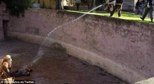 Foto - Vahşi yaşamdan çarpıcı av kareleri