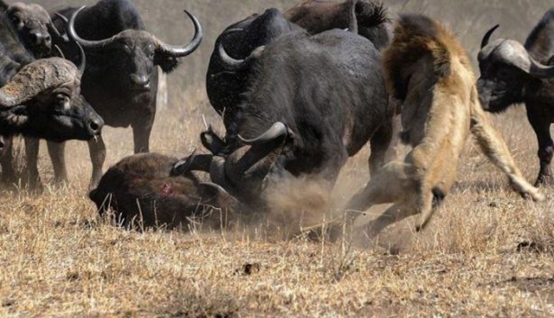 Foto - Vahşi yaşamdan çarpıcı av kareleri