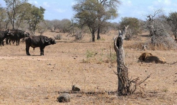 Foto - Vahşi yaşamdan çarpıcı av kareleri