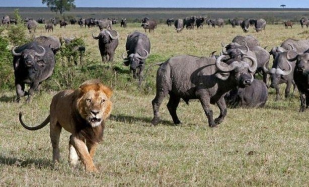 Foto - Vahşi yaşamdan çarpıcı av kareleri