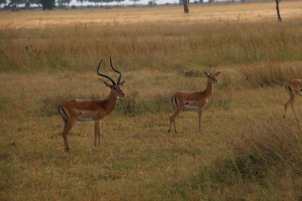Foto - Vahşi yaşamın adresi: Mikumi Milli Parkı