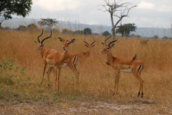 Foto - Vahşi yaşamın adresi: Mikumi Milli Parkı