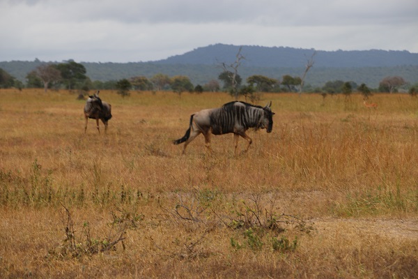 Foto - Vahşi yaşamın adresi: Mikumi Milli Parkı