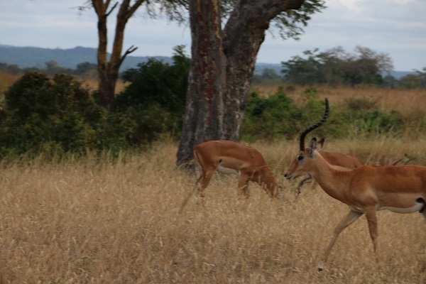 Foto - Vahşi yaşamın adresi: Mikumi Milli Parkı