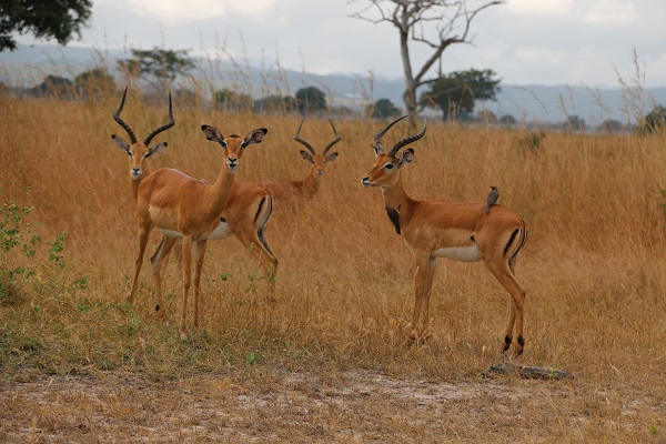 Foto - Vahşi yaşamın adresi: Mikumi Milli Parkı