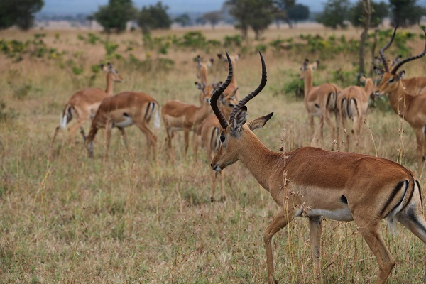 Foto - Vahşi yaşamın adresi: Mikumi Milli Parkı