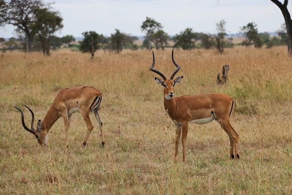 Foto - Vahşi yaşamın adresi: Mikumi Milli Parkı