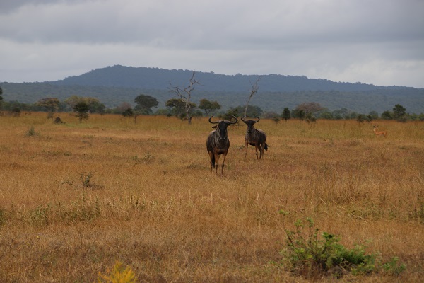 Foto - Vahşi yaşamın adresi: Mikumi Milli Parkı