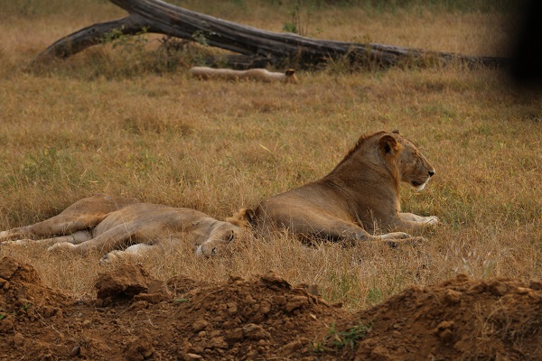 Vahşi yaşamın adresi: Mikumi Milli Parkı