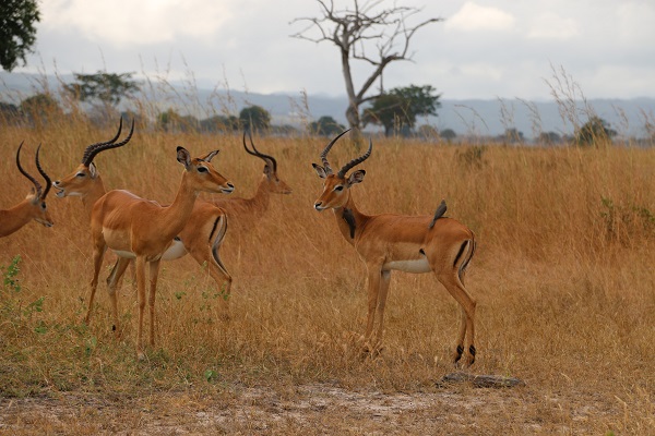 Foto - Vahşi yaşamın adresi: Mikumi Milli Parkı