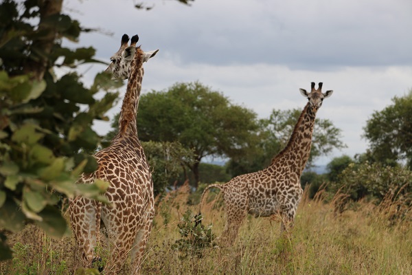 Foto - Vahşi yaşamın adresi: Mikumi Milli Parkı