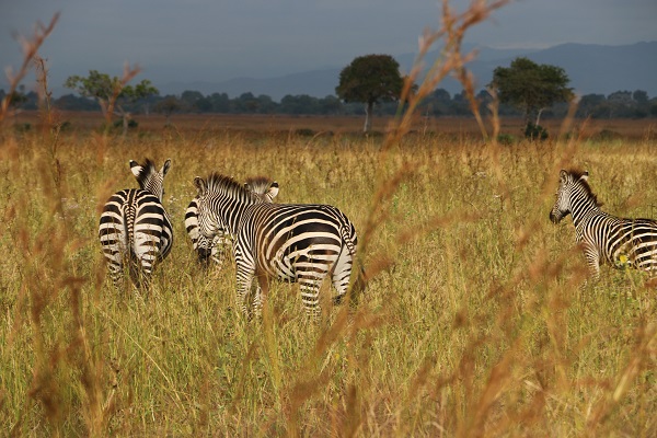 Foto - Vahşi yaşamın adresi: Mikumi Milli Parkı