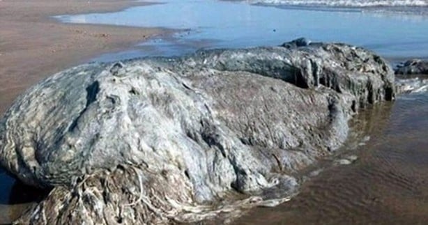 Foto - Vampir sandılar ama...