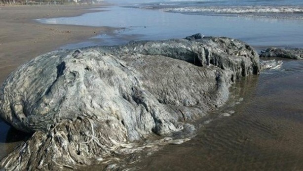 Foto - Vampir sandılar ama...