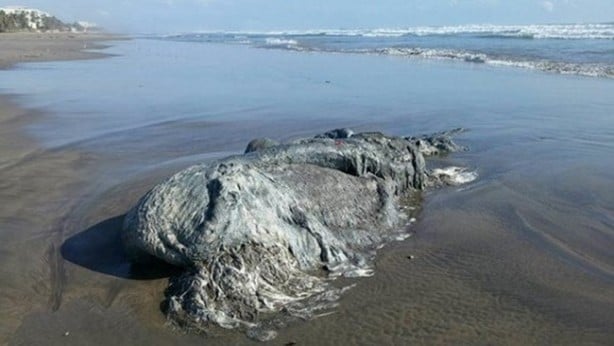 Foto - Vampir sandılar ama...