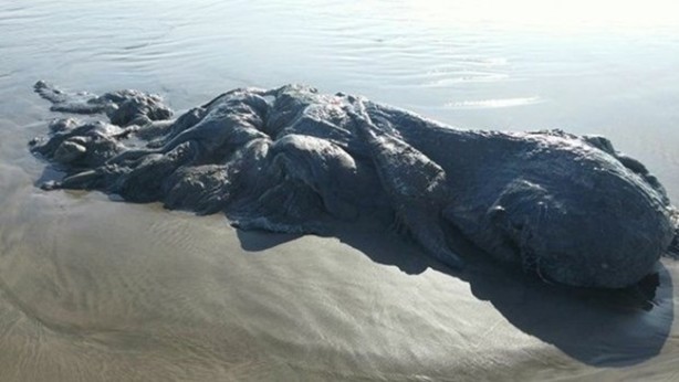 Foto - Vampir sandılar ama...