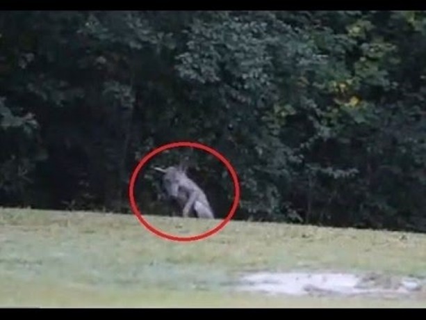 Foto - Vampir sandılar ama...