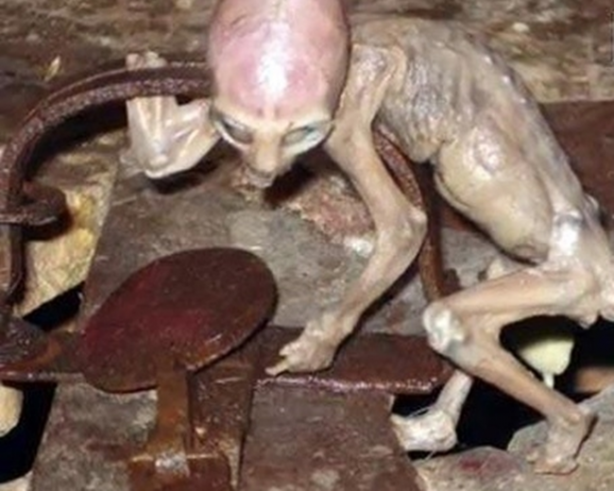 Foto - Vampir sandılar ama...