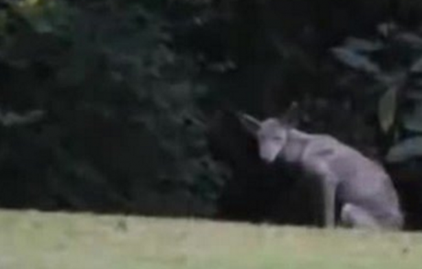 Foto - Vampir sandılar ama...