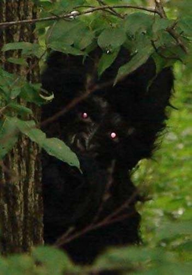 Foto - Vampir sandılar ama...