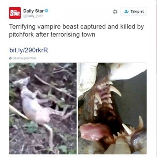 Foto - Vampir sandılar ama...