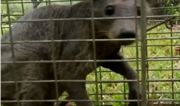 Foto - Vampir sandılar ama...