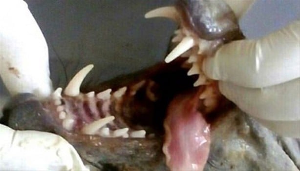 Foto - Vampir sandılar ama...