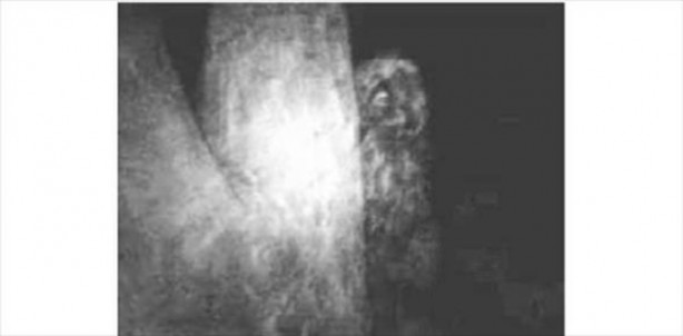 Foto - Vampir sandılar ama...