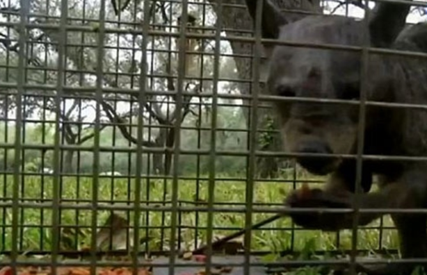 Foto - Vampir sandılar ama...