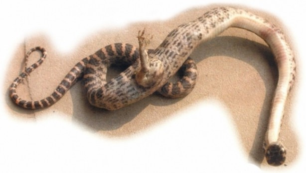 Foto - Vampir sandılar ama...