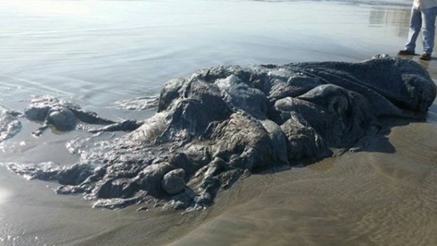 Foto - Vampir sandılar ama...