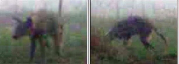 Foto - Vampir sandılar ama...