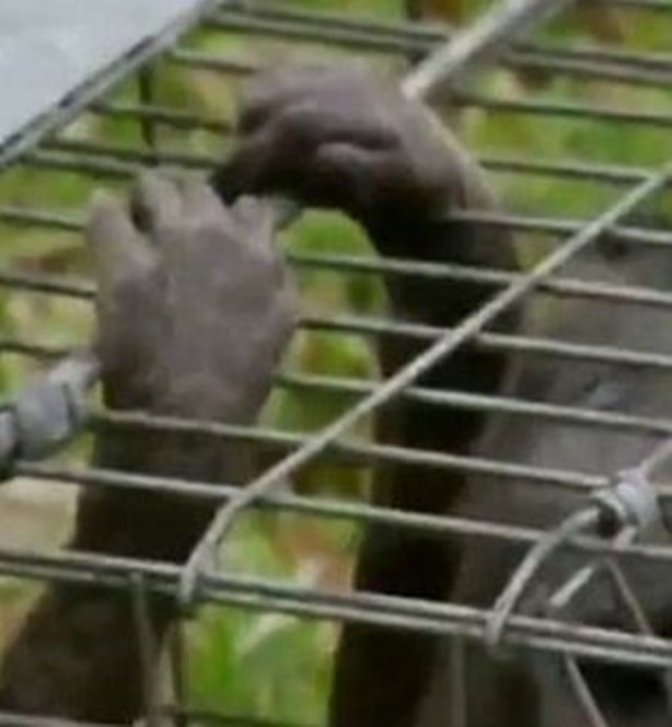 Foto - Vampir sandılar ama...