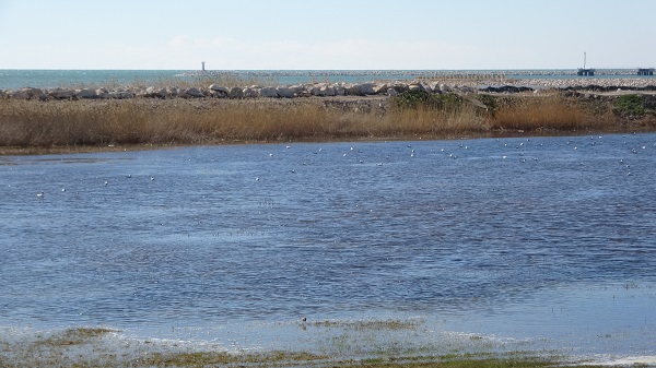 Foto - Van Gölü Havzası nefes almaya başladı