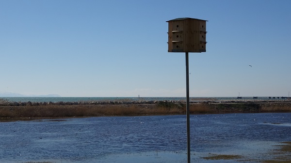 Foto - Van Gölü Havzası nefes almaya başladı