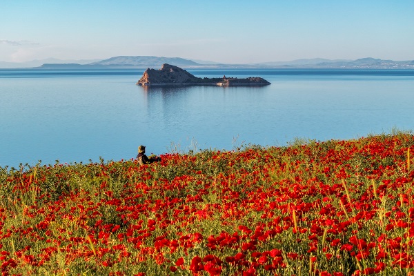 Foto - Van Gölü kıyıları kırmızıya boyandı
