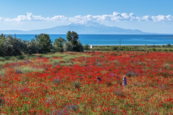 Foto - Van Gölü kıyıları kırmızıya boyandı